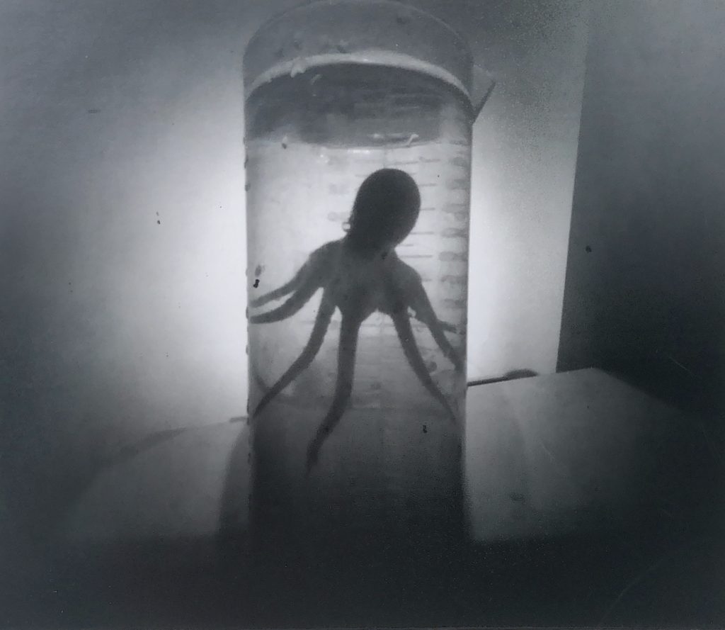 Black and white pinhole photo of an octopus in a large graduated cylinder.