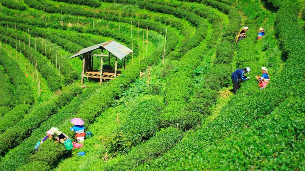 Green rows of tea plants with several women picking the leaves.